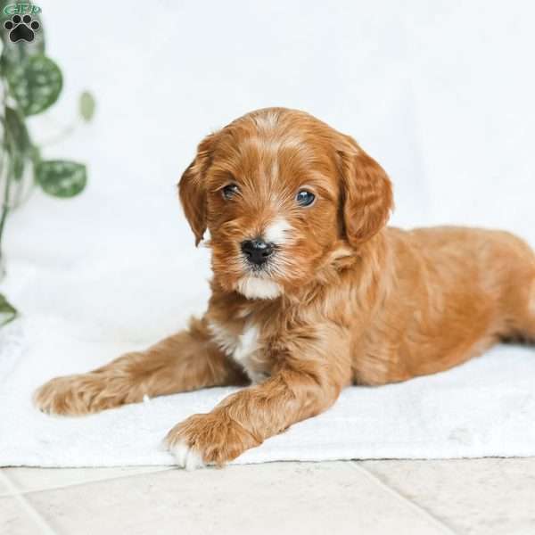 Milo F1b, Cavapoo Puppy